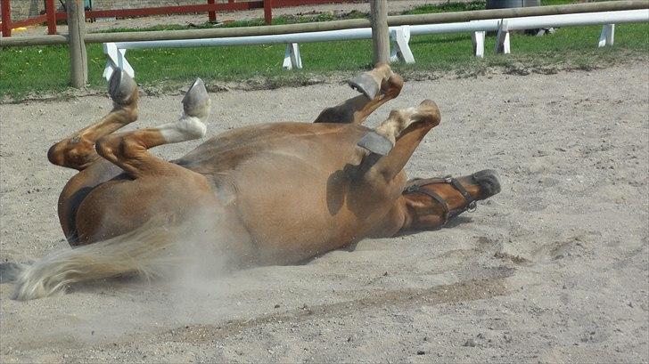 Palomino Migatronic's Mr. Mayson <3 billede 8