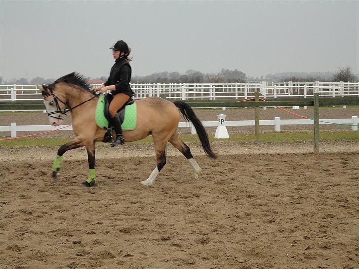 DSP Gloria  B-Pony - traning billede 10