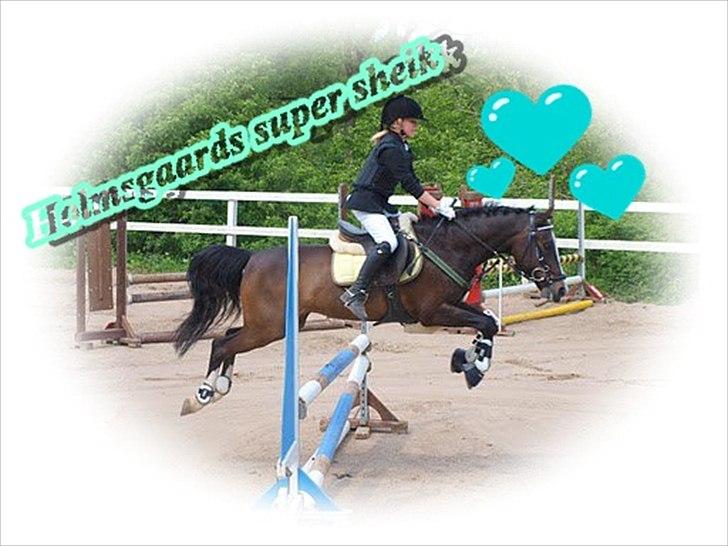 Anden særlig race Holmsgaards super sheik  - velkommen til Super sheik´s profil <3 den dejligste pony i verden :) billede 1