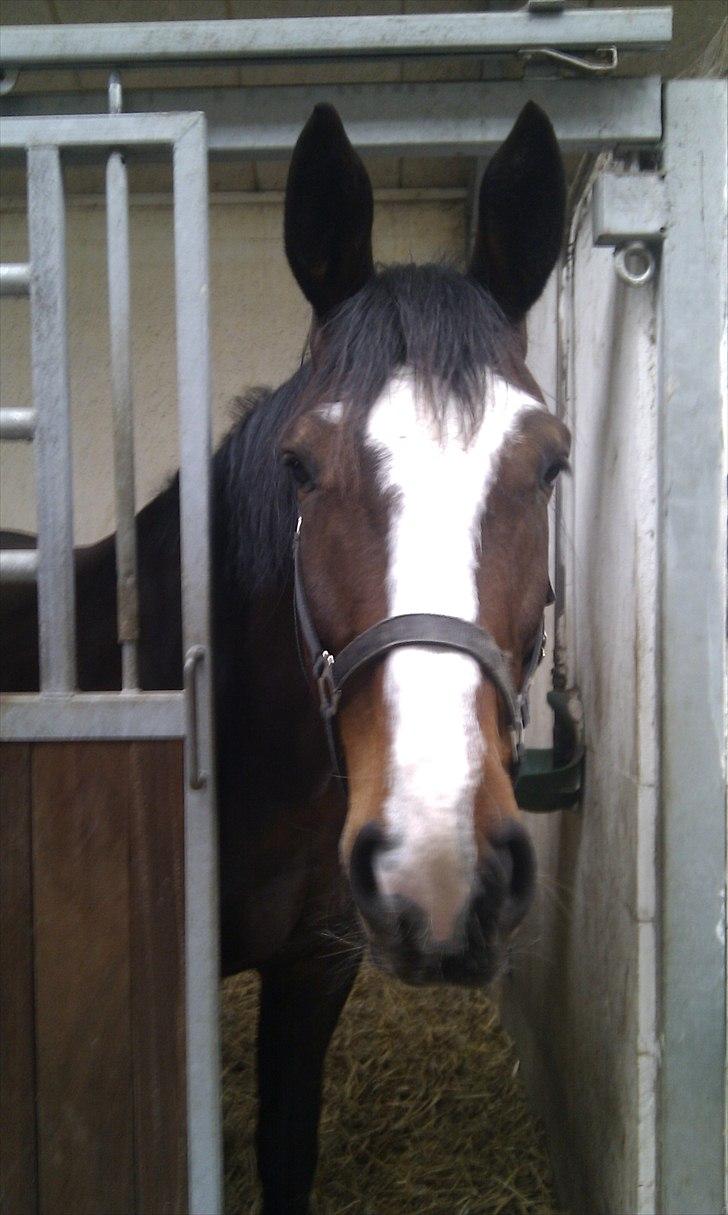 Oldenborg Skovlundegårds Shakira - Den smukke står og kigger :D (Fotograf: Mig - Sofie Christensen) billede 1
