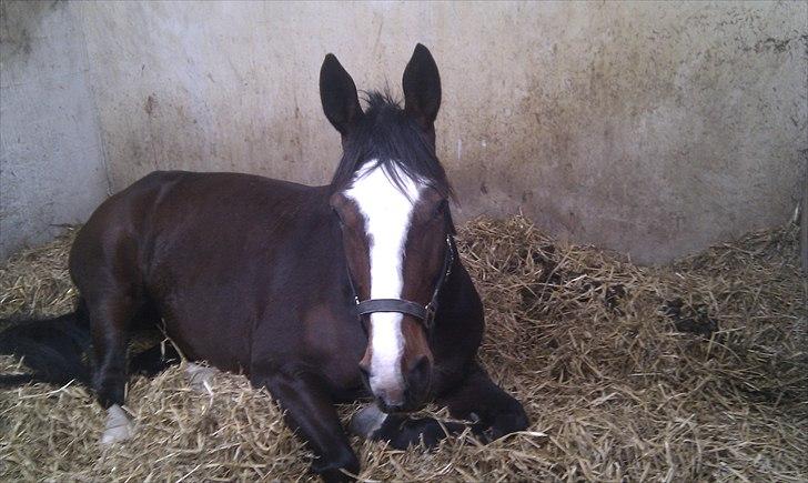 Oldenborg Skovlundegårds Shakira - Shakira ligger ned <3 (Fotograf: Mig - Sofie Christensen) billede 2
