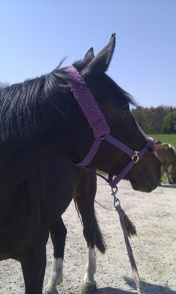 Oldenborg Skovlundegårds Shakira - På gårdspladsen <3 (Fotograf: Mig - Sofie Christensen) billede 3