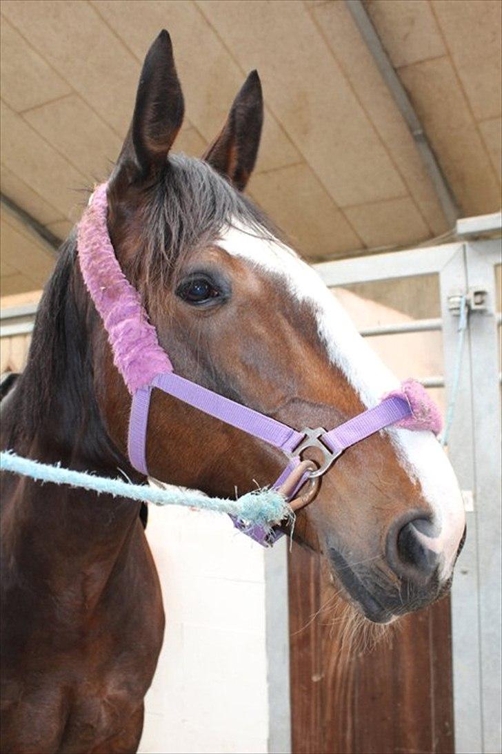 Oldenborg Skovlundegårds Shakira - Puttepige <3 (Fotograf: Bettina Westh) billede 4