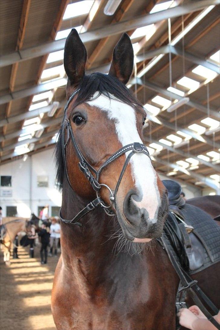 Oldenborg Skovlundegårds Shakira - (Fotograf: Bettina Westh) billede 5