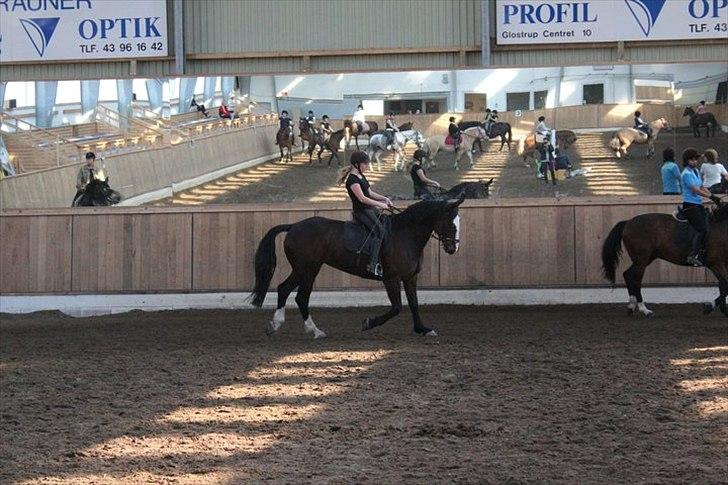 Oldenborg Skovlundegårds Shakira - (Fotograf: Bettina Westh) billede 7