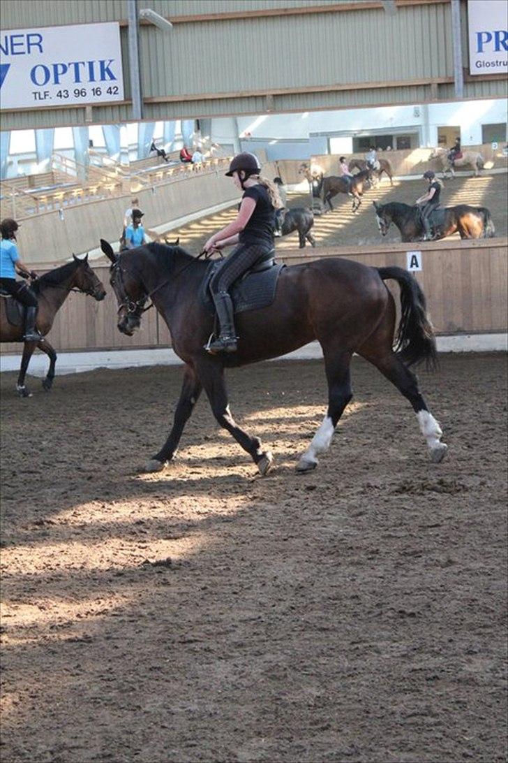 Oldenborg Skovlundegårds Shakira - (Fotograf: Bettina Westh) billede 8