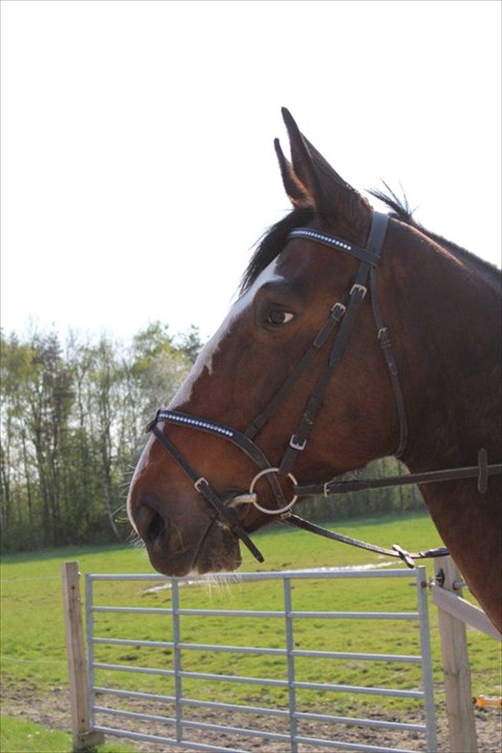 Oldenborg Skovlundegårds Shakira - Fotogene hest !  (Fotograf: Bettina Westh) billede 9
