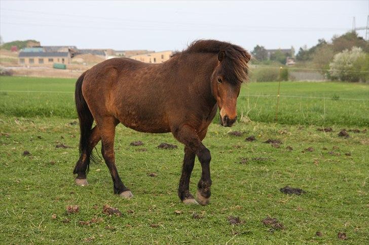Islænder Flakkari lunakilde billede 1