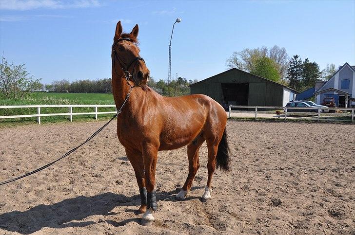 Dansk Varmblod Lauritz  billede 19