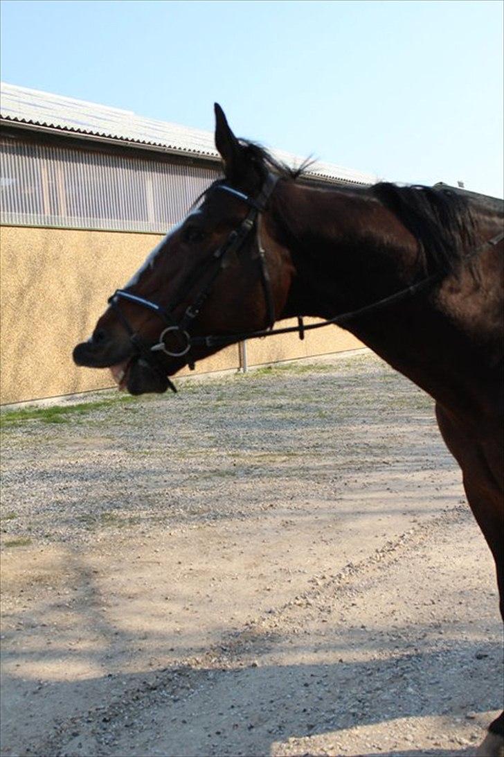 Oldenborg Skovlundegårds Shakira - Smiiil !  (Fotograf: Bettina Westh) billede 12