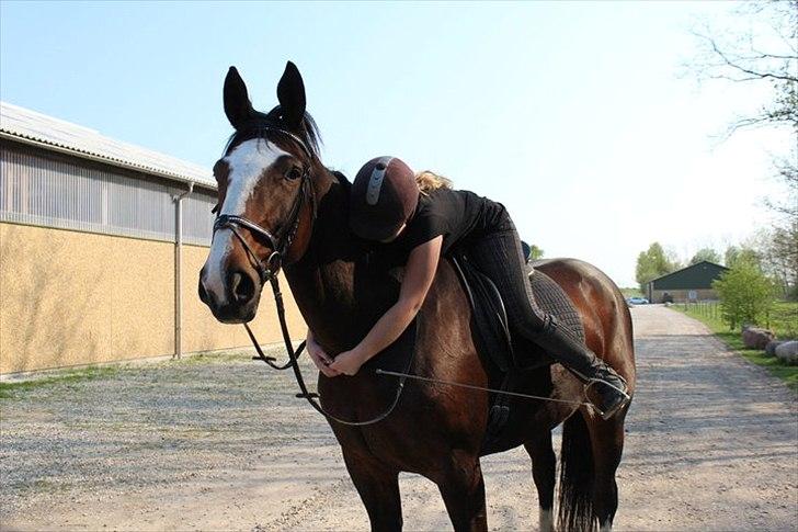 Oldenborg Skovlundegårds Shakira - Elsker dig !  (Fotograf: Bettina Westh) billede 13