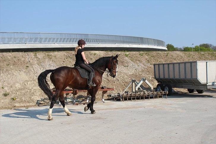 Oldenborg Skovlundegårds Shakira - Fiiine hest ;* (Fotograf: Bettina Westh) billede 14