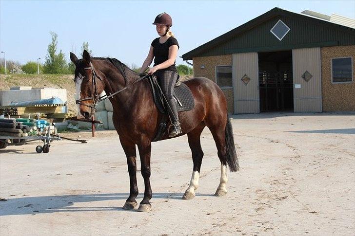 Oldenborg Skovlundegårds Shakira - <3 (Fotograf: Bettina Westh) billede 15