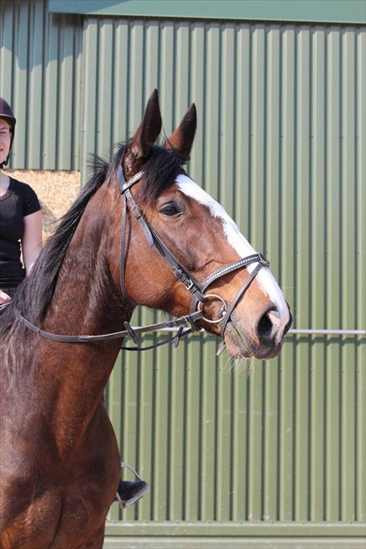 Oldenborg Skovlundegårds Shakira - Halløj ! <3 (Fotograf: Bettina Westh) billede 16