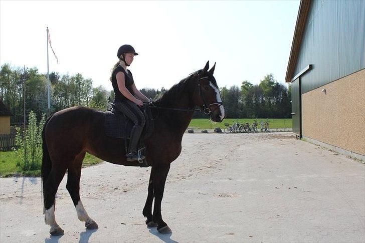 Oldenborg Skovlundegårds Shakira - I LOVE YOU!! <3 (Fotograf: Bettina Westh) billede 17