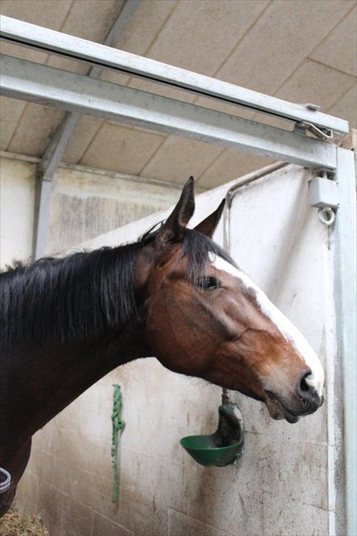 Oldenborg Skovlundegårds Shakira - ;* (Fotograf: Bettina Westh) billede 18
