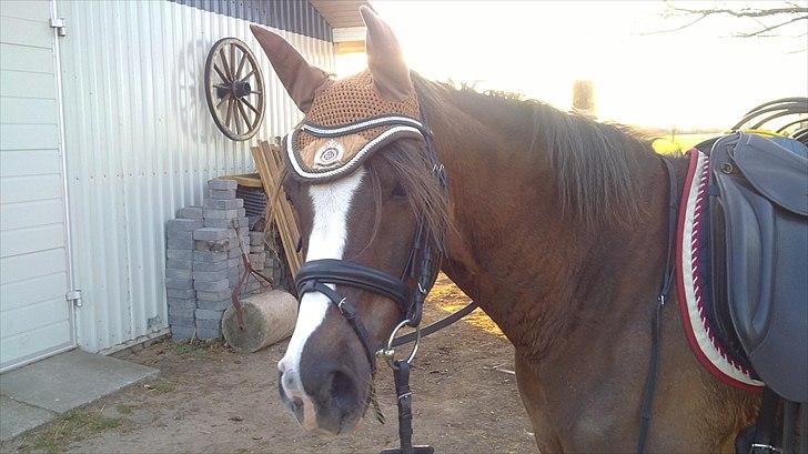 Tysk Sportspony D'Joy billede 12