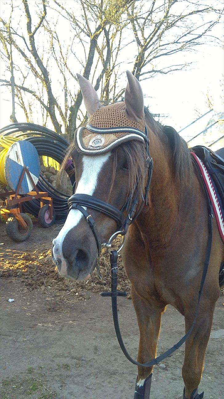 Tysk Sportspony D'Joy billede 13