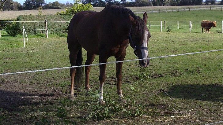 Tysk Sportspony D'Joy billede 14