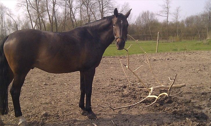 Anden særlig race Platinico - Tidl. PASSER - Nico på fold <3 billede 16