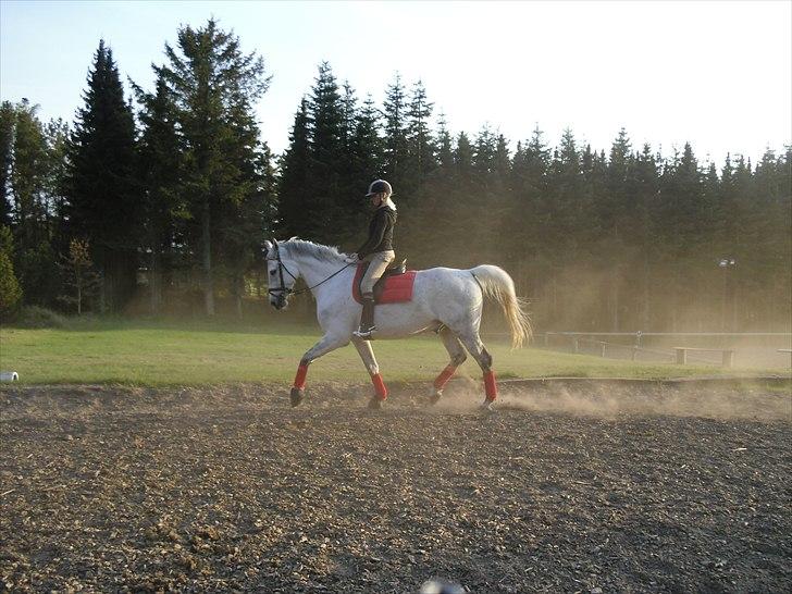 Anden særlig race Ricky - 2011 billede 15