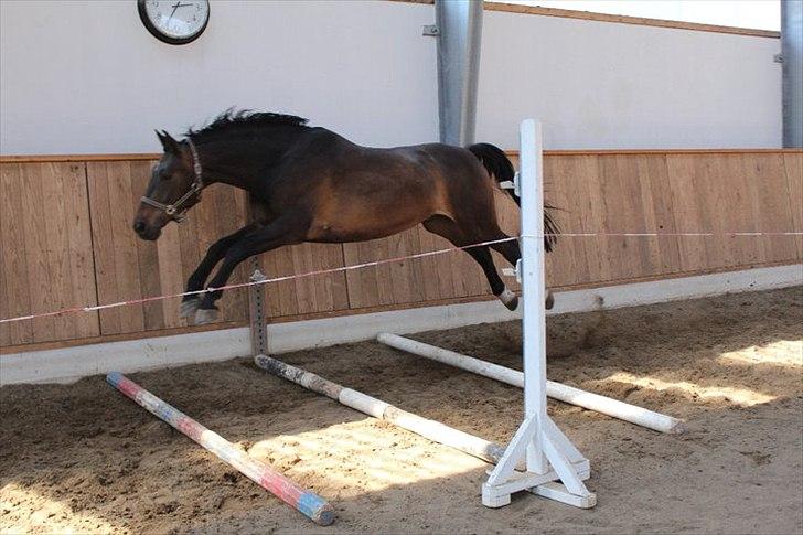 Anden særlig race Platinico - Tidl. PASSER - Nico syntes lige han skulle springe over dem alle sammen :D Taget af: Bettina Westh billede 12