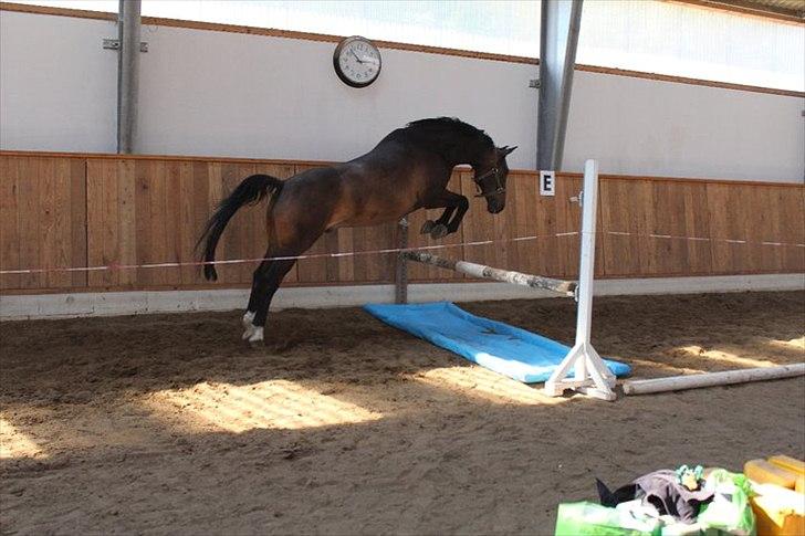 Anden særlig race Platinico - Tidl. PASSER - Nico springer "vandgrav" Taget af: Bettina Westh billede 13