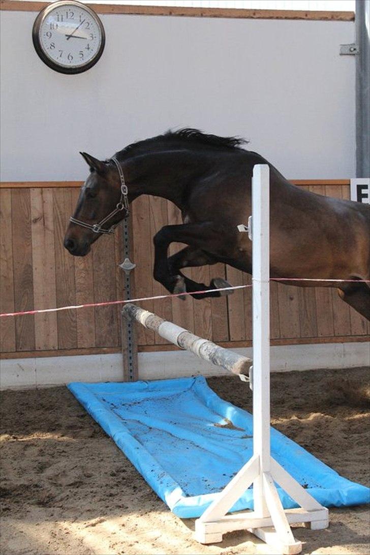 Anden særlig race Platinico - Tidl. PASSER - Taget af: Bettina Westh billede 14