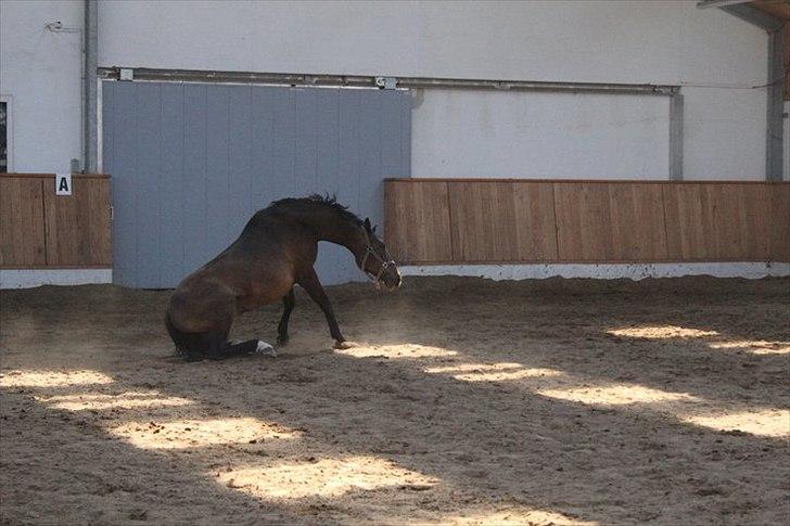 Anden særlig race Platinico - Tidl. PASSER - Nico ruller :D Taget af: Bettina Westh billede 15