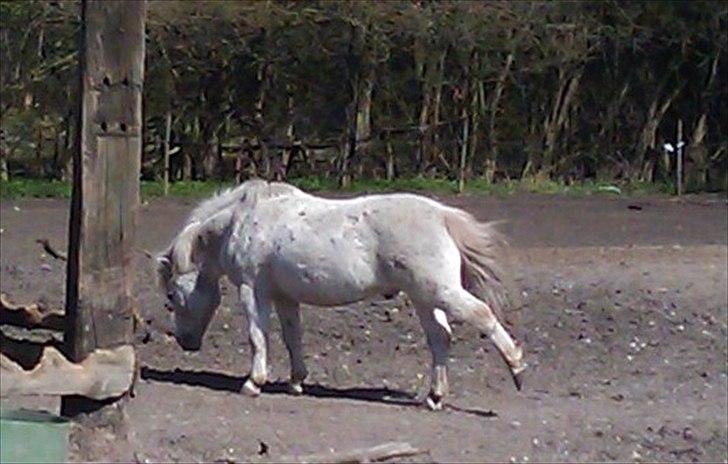 Shetlænder Dalton *Dalle* - Strækker sig<333 MÅ HELLER IKKE KOPIERES!!!! ELLER NOGLE AF DE ANDRE!!!! billede 15