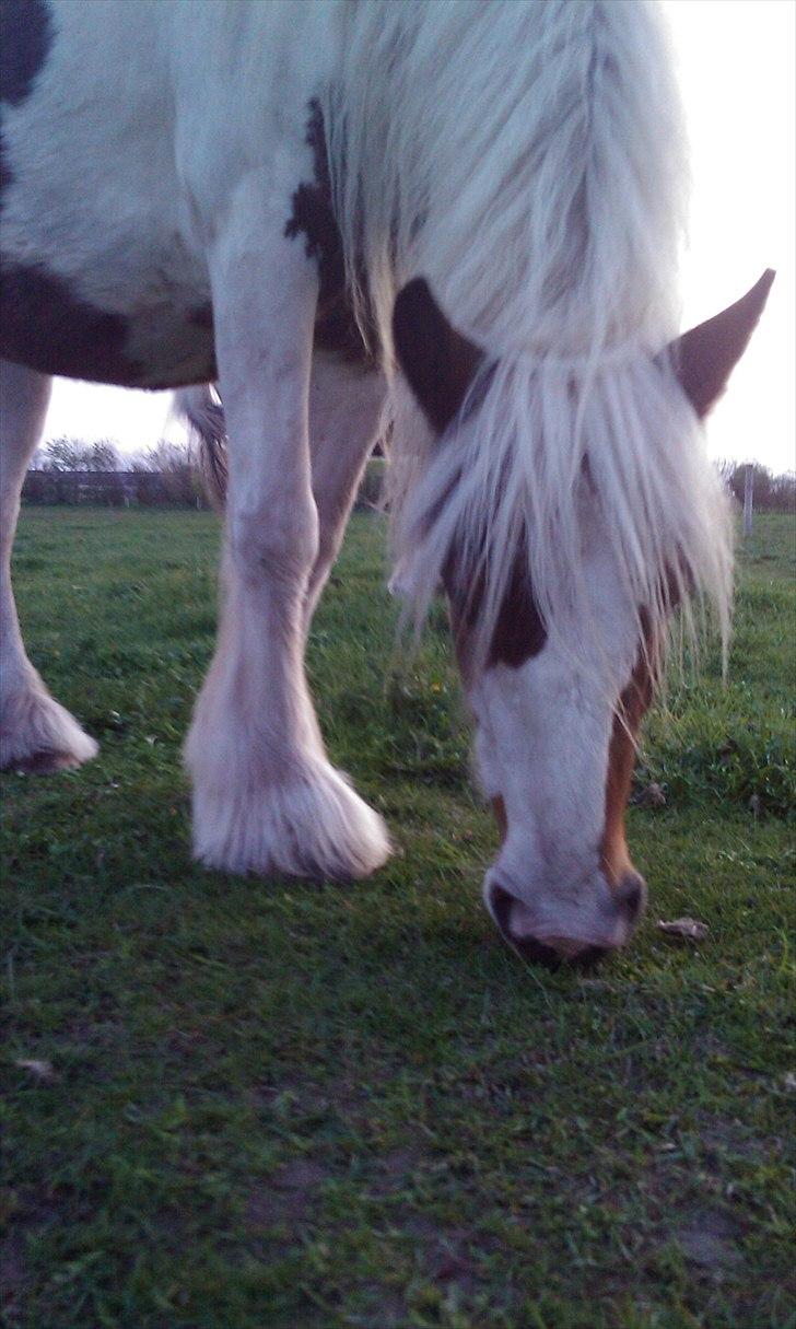 Irish Cob freja billede 12