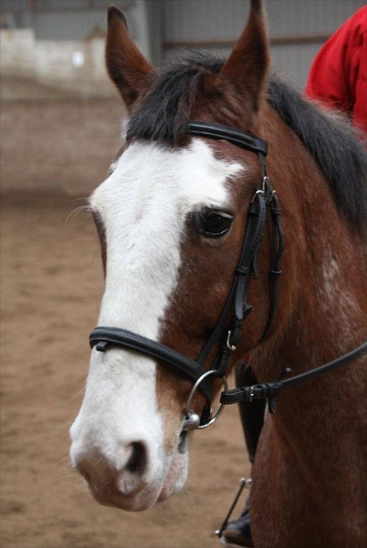 Anden særlig race Stranger (SOLGT) - Velkommen til Prins Ib´s profil! billede 1