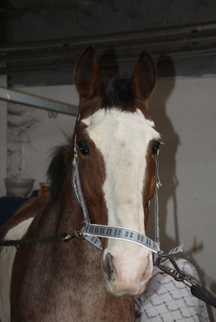 Anden særlig race Stranger (SOLGT) - Prinsgemalen billede 5