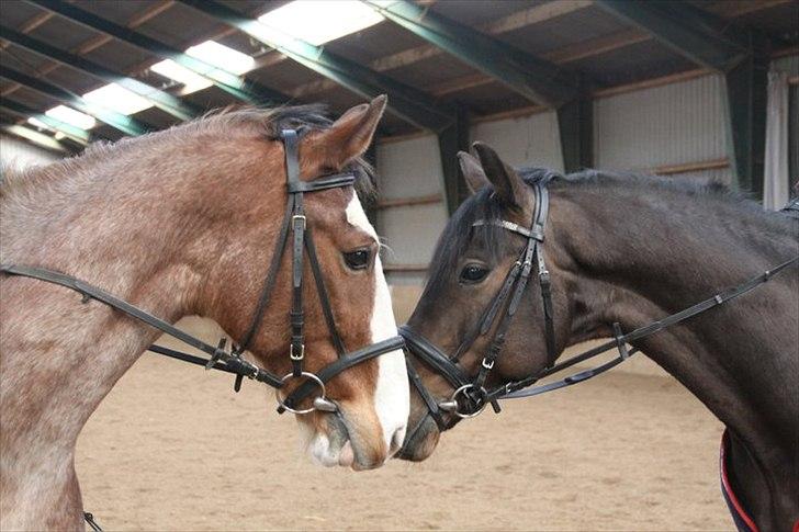 Anden særlig race Stranger (SOLGT) - Prins, og min egen hest Duggi billede 6