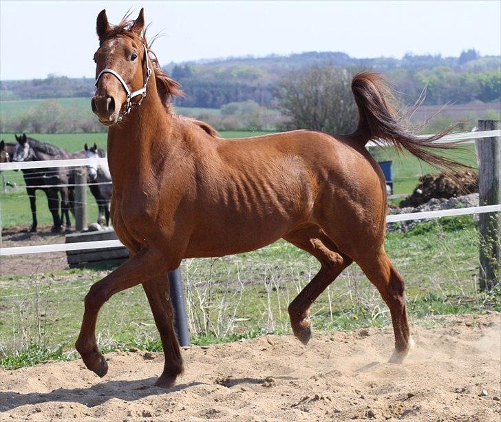 Dansk Varmblod Zelina Z - april 2011 - 3 år billede 17