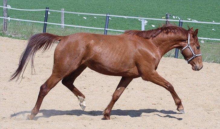 Dansk Varmblod Zelina Z - april 2011 - 3 år billede 18