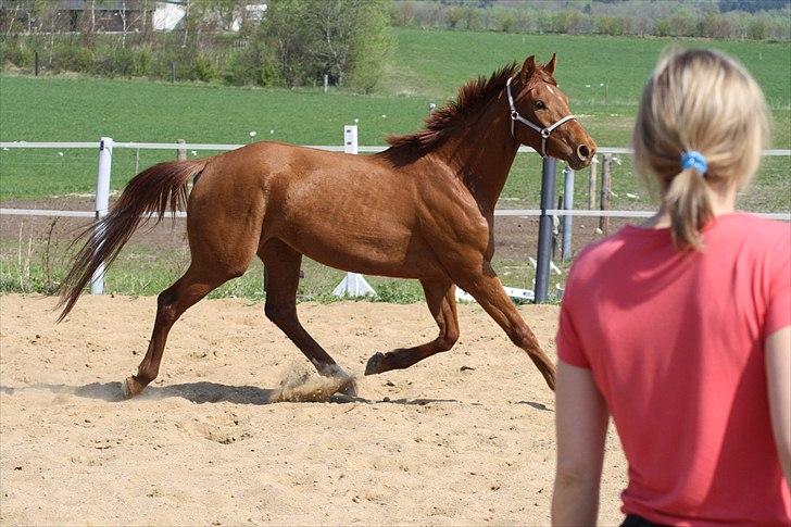 Dansk Varmblod Zelina Z - april 2011 - 3 år billede 19