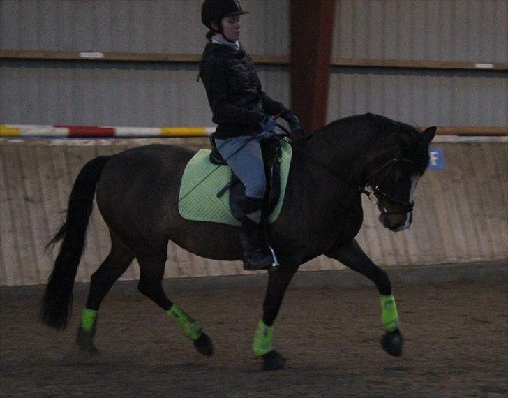 DSP Kelly - Dressurarbejde - trav. D. 27/1-11 (foto: Katrine Høst) billede 17