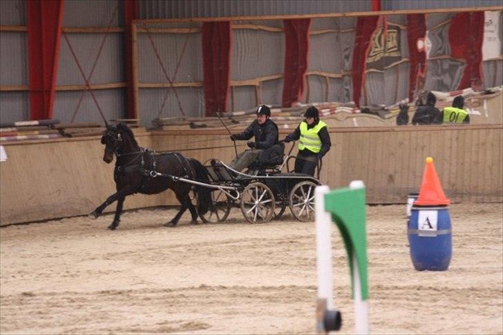 Anden særlig race Aquador billede 14