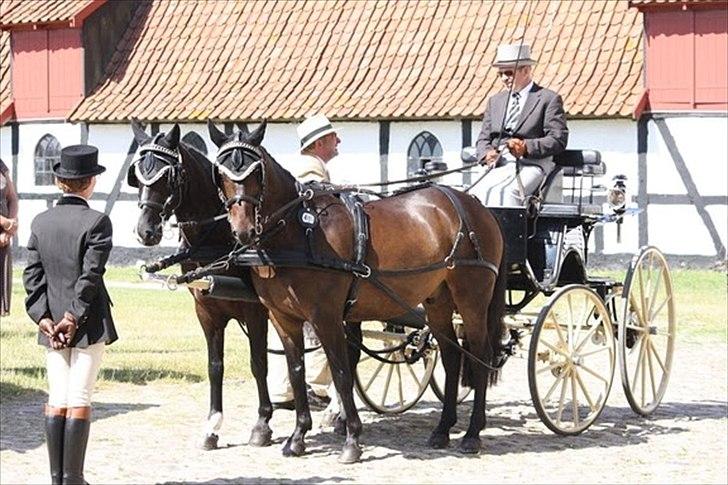 Anden særlig race Aquador billede 16