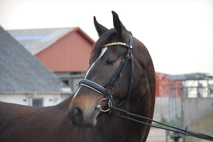Anden særlig race Shanghai billede 15