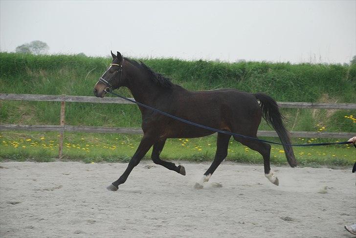 Anden særlig race Shanghai billede 16