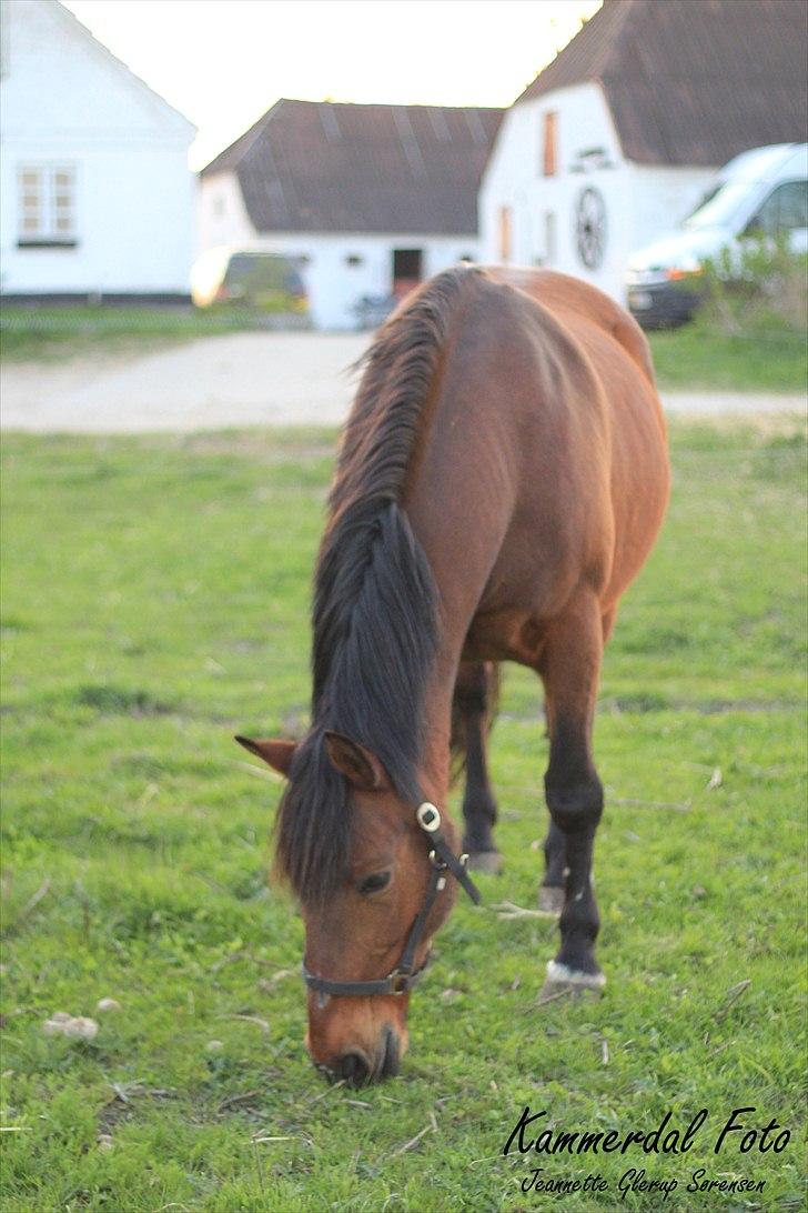 Anden særlig race Sonny - Sonny på Sommerfold 25. april 2011 billede 18