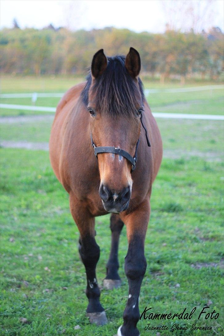 Anden særlig race Sonny billede 19