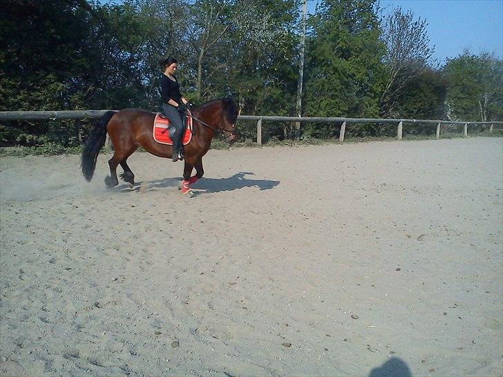 Anden særlig race lotte - barrtôssen billede 7