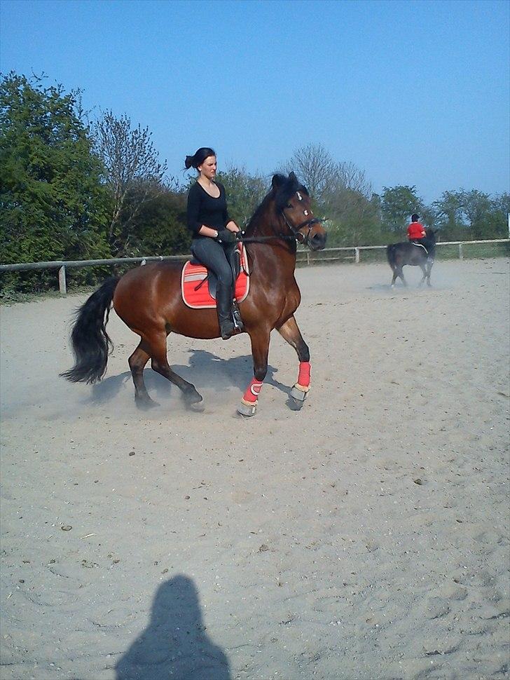 Anden særlig race lotte - barrtôssen - hvis jeg ikke må gøre som jeg selv vil, så tager jeg da bare hovedet laaaaaaangt op..  billede 8