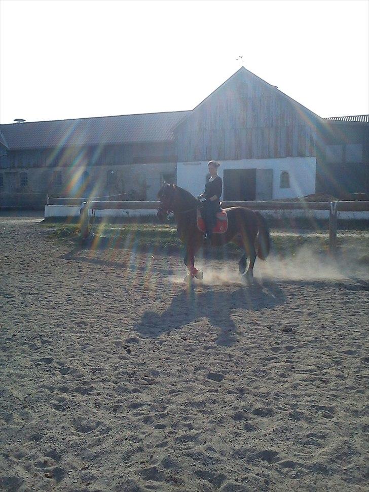 Anden særlig race lotte - barrtôssen - jubii, solen skinner på mig..  billede 9