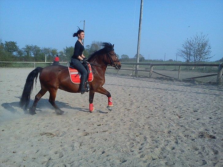 Anden særlig race lotte - barrtôssen billede 11