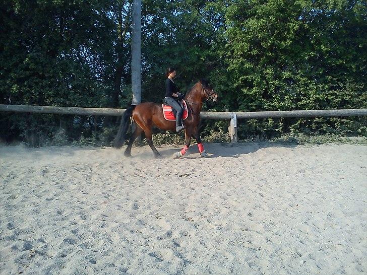 Anden særlig race lotte - barrtôssen - til tider tror jeg selv jeg er en giraf.. men nej, det prøver min mor ihvertfald at fortælle mig jeg ikk er :) billede 13