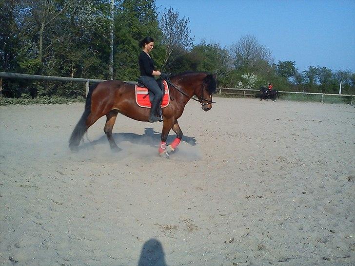 Anden særlig race lotte - barrtôssen billede 14